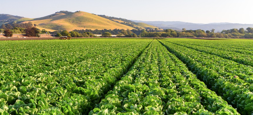 A lettuce field near Salinas, California.