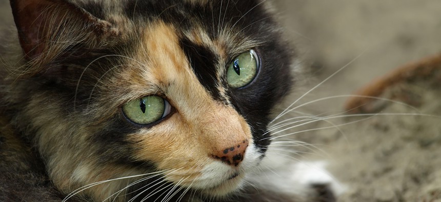 Feral cats are a problem in the Florida Keys.