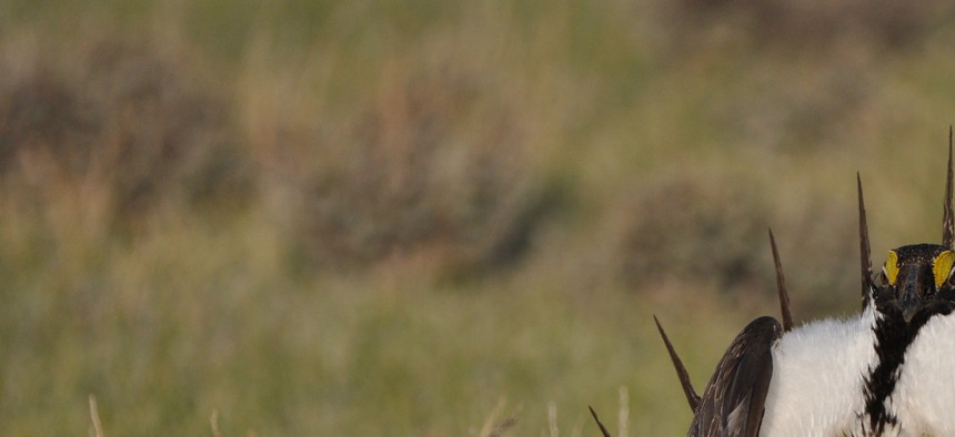 A male sage grouse is known for its elaborate courtship displays. 