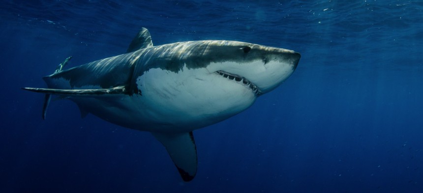 A great white shark off the coast of Mexico.