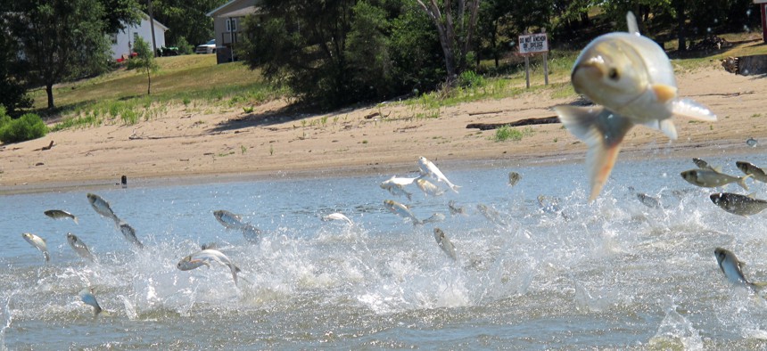 In this June 13, 2012, photo an Asian carp, jolted by an electric current from a research boat, jumps from the Illinois River near Havana, Ill., during a study on the fish's population.