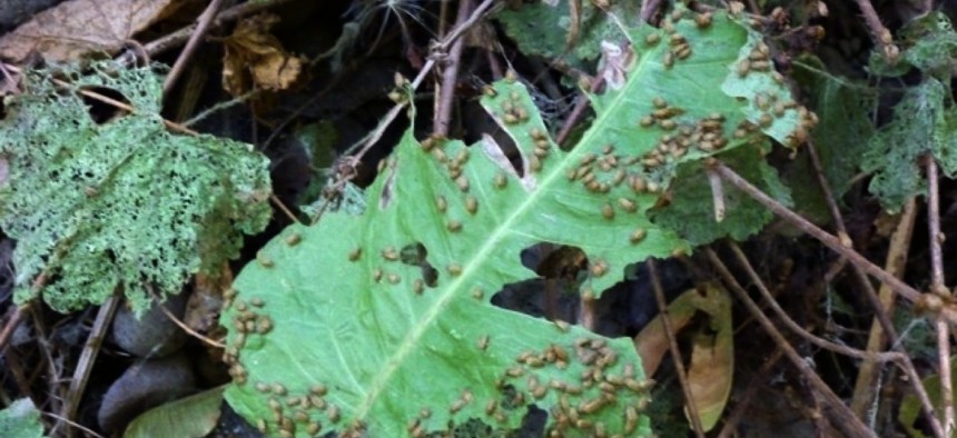 An example of the beetle swarm.