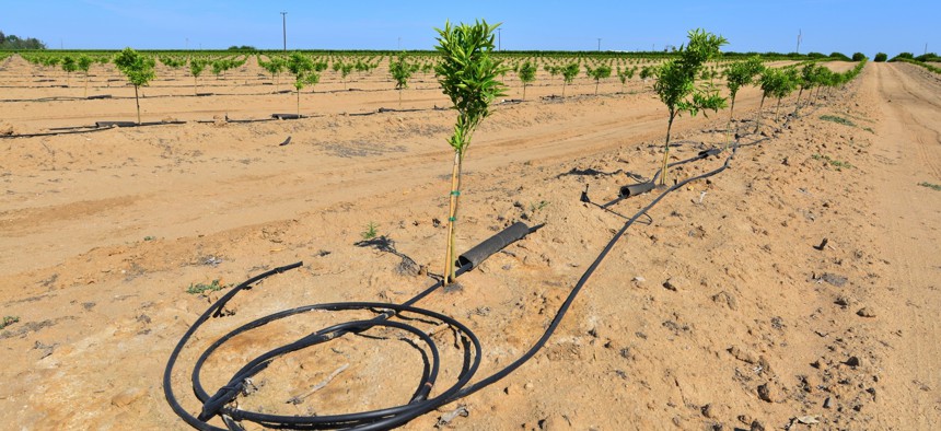 Newly planted almond trees on a San Joaquin Valley farm
