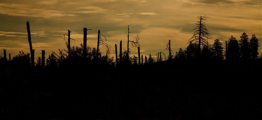 Conifer trees post-wildfire.