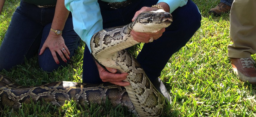 A python is put on display during a media conference to kickoff the Python Challenge in January.