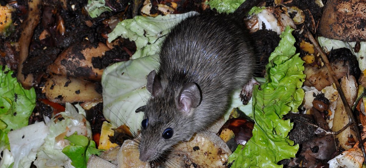 Rodent Control South Shore Massachusetts: The Importance of Rat