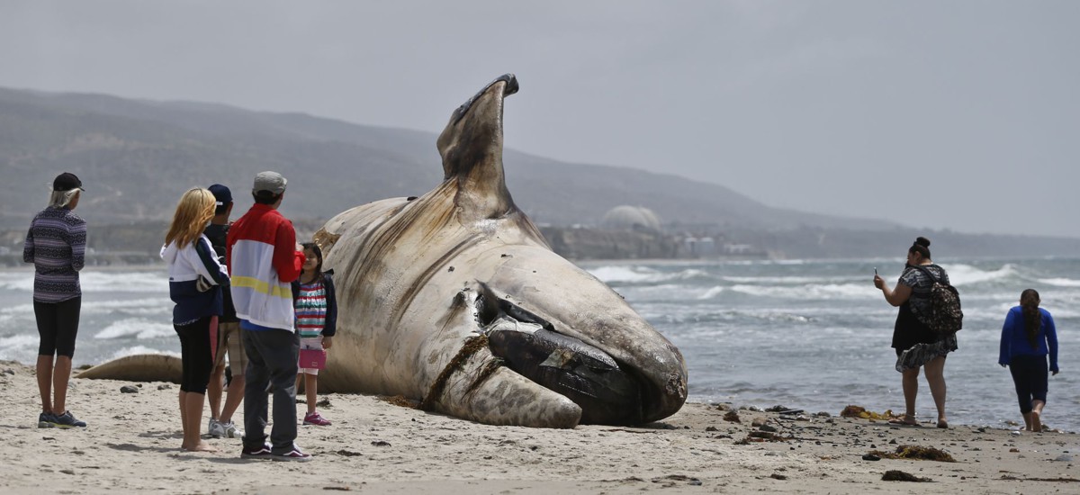 How to Get Rid of a Dead, Rotting Whale on Your Beach (Hint: Don't Blow It  Up)