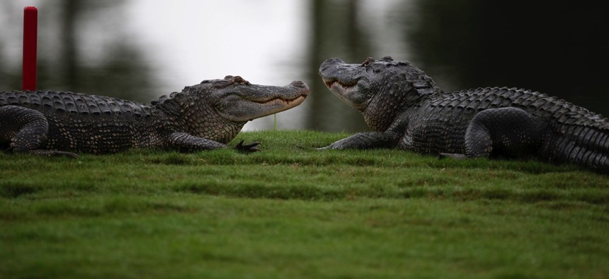 Two alligators loun, ... ]