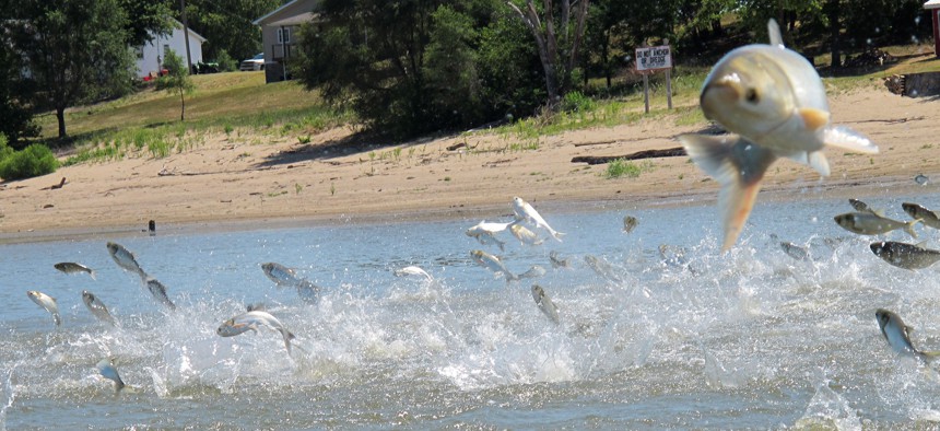 In this June 13, 2012 file photo, Asian carp, jolted by an electric current from a research boat, jump from the Illinois River near Havana, Ill. 