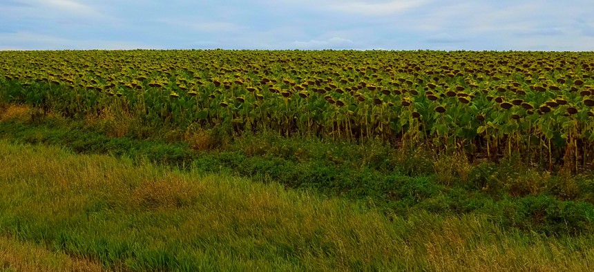 A sunflower field nears harvest time near Akaska, South Dakota.