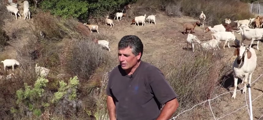 Goats are busy at work to prevent wildfires. 