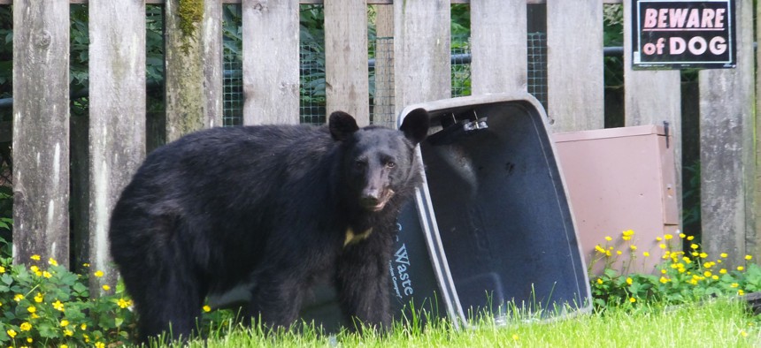 A bear looks up from rifling through the garbage in the front yard of a home in Juneau, Alaska, on Sunday, July 6, 2014.