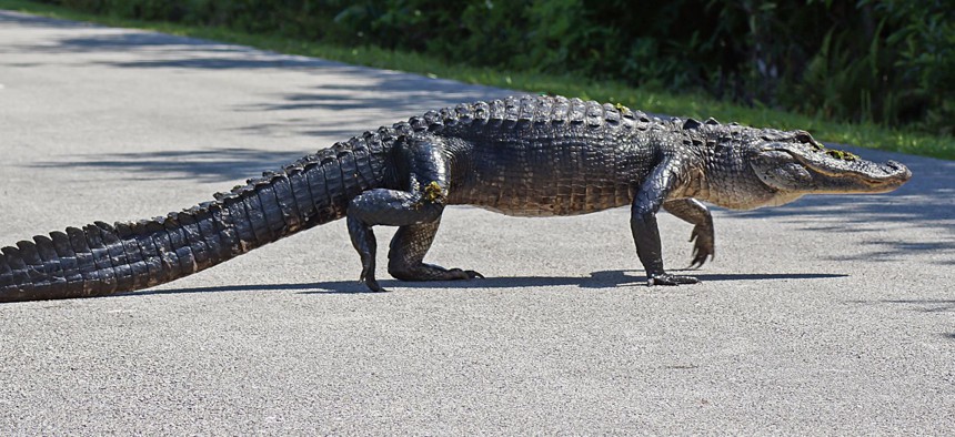 An alligator crosses a bicycle path at Shark Valley in Everglades National Park.