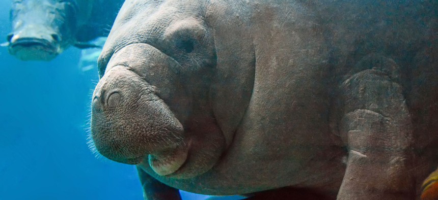 The manatee was recently removed from the endangered list and now classified as a threatened species. 