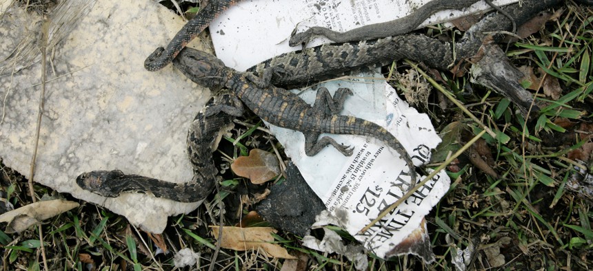 A baby alligator and several snakes are seen dead in a debris pile, Friday, Sept. 19, 2008, in Bridge City, Texas following Hurricane Ike.