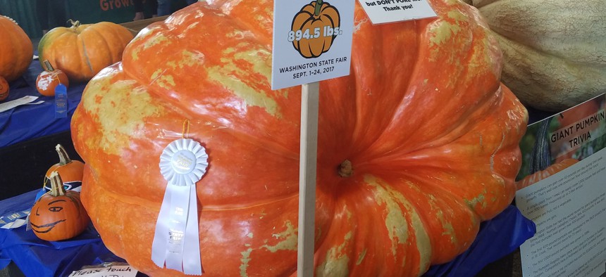 The 3rd place pumpkin at the Washington State Fair was 894 pounds!