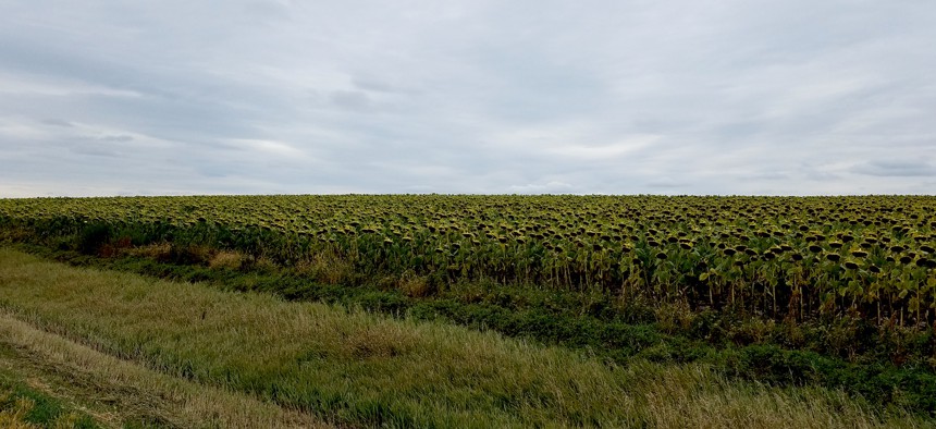 Sunflower fields near Akaska, South Dakota