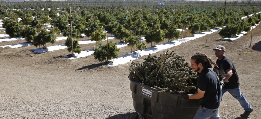 In this Oct. 4, 2016, file photo, farmworkers transport newly-harvested marijuana plants, at Los Suenos Farms, America's largest legal open air marijuana farm, in Avondale, southern Colorado.