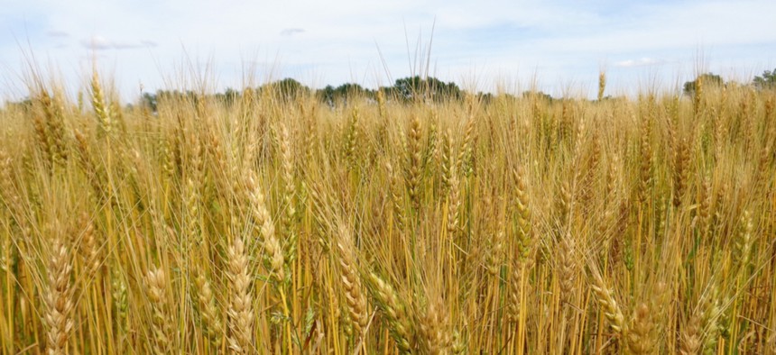 A wheat field near Emporia, Kansas