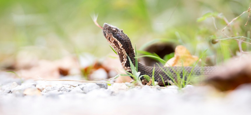 A cottonmouth snake in Wolf Lake, Illinois