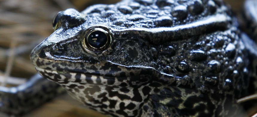 In this Sept. 27, 2011 file photo, a gopher frog is seen at the Audubon Zoo in New Orleans. 