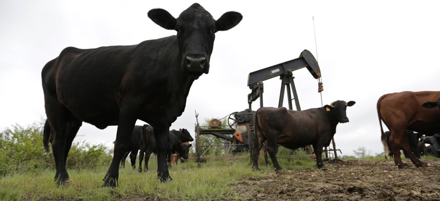 In this Tuesday, May 17, 2016, photo, cattle graze around an idle pump jack on a South Texas ranch near Bigfoot, Texas. 