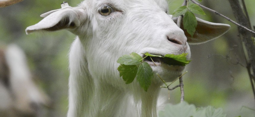 The goats, mostly females and their kids, eat buckthorn and other unwanted vegetation.