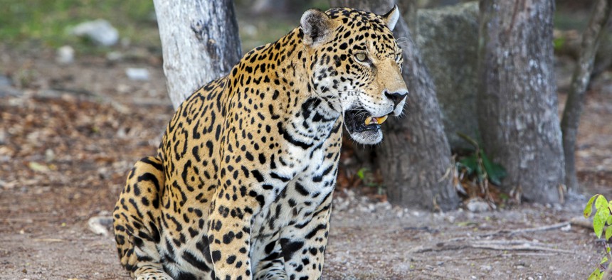 A jaguar sits in shade in Mexico. 