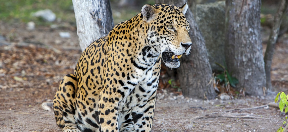 How a border wall could drive the jaguar extinct in America