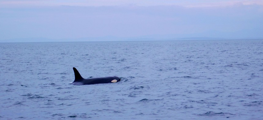 The orca is part of an endangered population of whales in the northeastern North American Pacific Ocean.