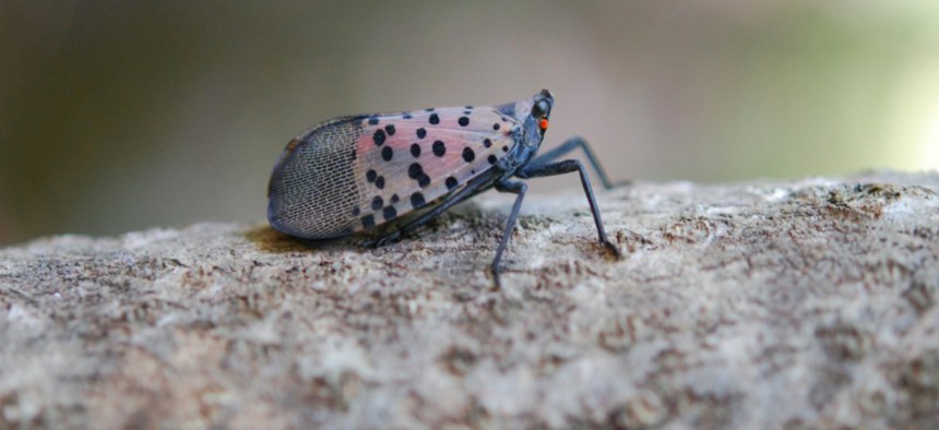 An image of an adult spotted lanternfly.