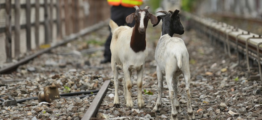 NYPD and Transit workers prepare to retrieve goats from the tracks.