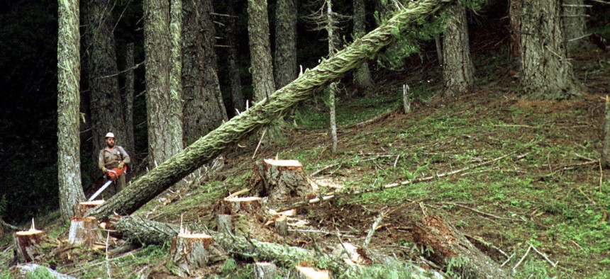 In this undated file photo, a large fir tree heads to the forest floor after it is cut by an unidentified logger in the Umpqua National Forest near Oakridge, Ore. 