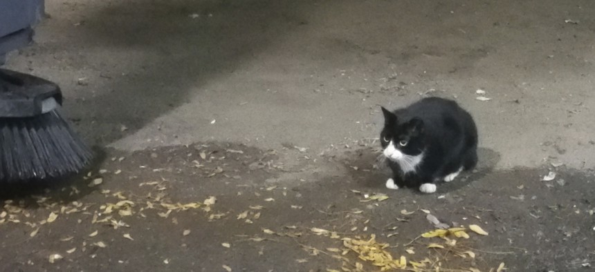 Sylvester, a feral cat, sits in a loading dock at the Jacob Javits Convention Center, Thursday, Oct. 20, 2016 in New York.