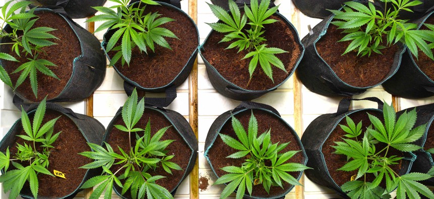 An overhead view of potted marijuana plants.