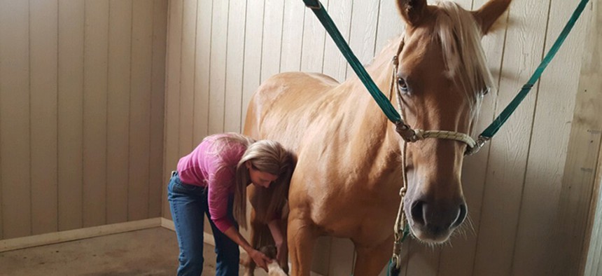 Nebraska horse massager Dawn Hatcher works on Sophie, a chocolate palomino, near Columbus, Nebraska. The state removed the licensing requirements for horse massagers, making it easier for people to get into that line of work.