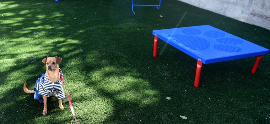 The shelter boasts outdoor play areas for pets, where residents can interact safely with their animals without fear of being seen by their abusers.