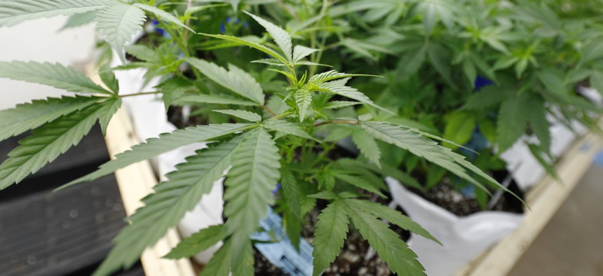 A marijuana plant is shown as it is grown at the Colorado Harvest Company in Denver.