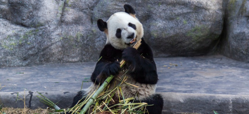 Giant panda Da Mao eating bamboo in Toronto Zoo, Canada. 