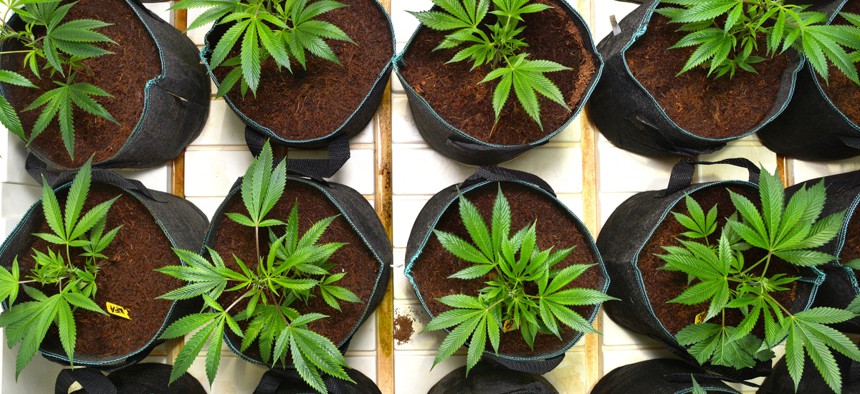 A marijuana grow room at a medical marijuana dispensary in Sun Valley, CA on May 26, 2016.