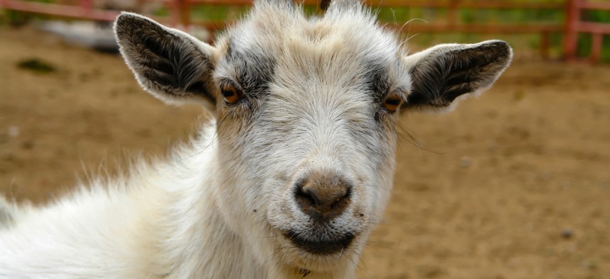 Two hundred goats can clear about an acre per day, according to city officials.