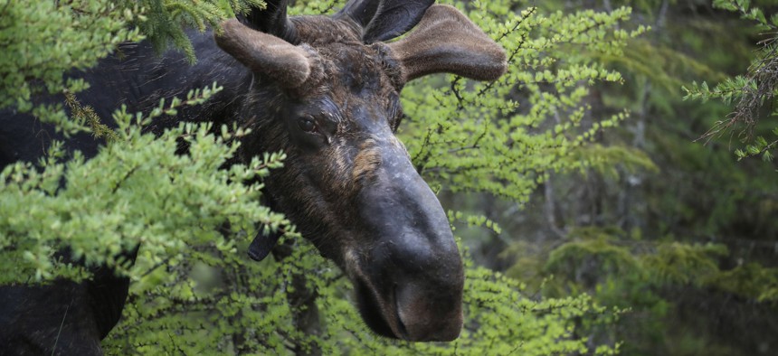 In this May 31, 2018 file photo, a bull moose walks through the Umbagog National Wildlife Refuge in Wentworth's Location, N.H.