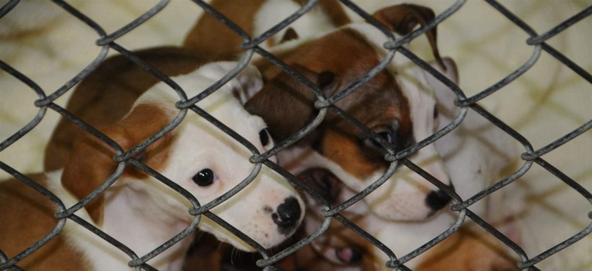 Puppies born to a stray dog at the Oktibbeha County Humane Society animal shelter in Starkville, Mississippi. The shelter’s activities are part of a trend of shipping pets from southern shelters to northern states with demand for pet adoption.