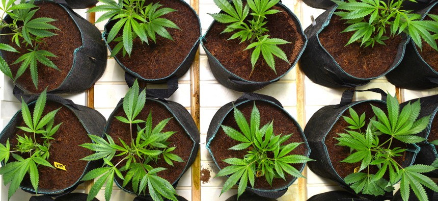 New Mexico legislators legalized medical marijuana in 2007 but have not revisited plant limits since 2014 despite growing patient enrollment.