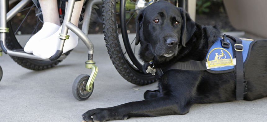 Policing fake service dogs is complicated, as there's no national registry that tracks or licenses them.