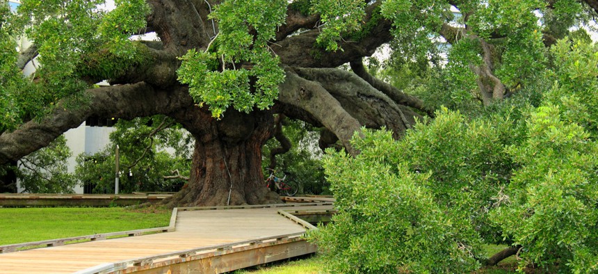 Live oak in Jacksonville, Florida park. 