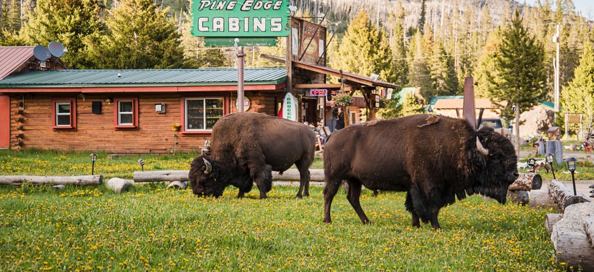 The resolution urges the Bureau of Land Management to reject a proposed 10-year grazing permit for bison.