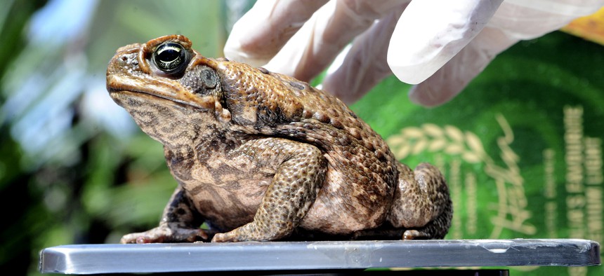 This March 29, 2009 file photo shows a cane toad being weighed at a collection point in Cairns, Australia during the "Toad's Day Out" program. 