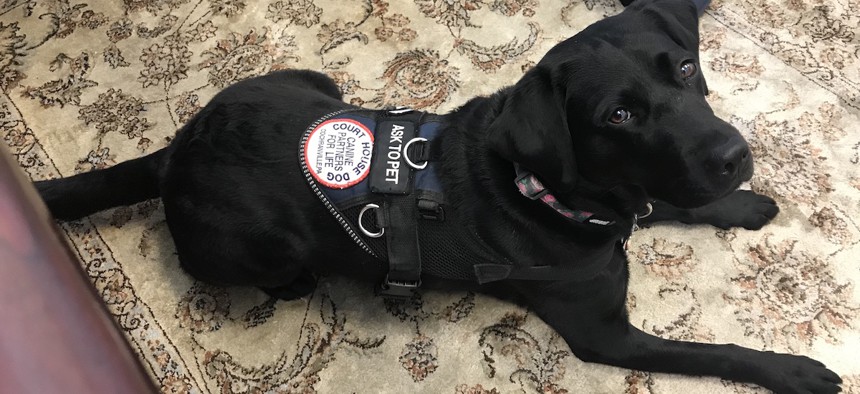 Ramona, a 2-year-old black Labrador retriever, works with victims and witnesses at the Lehigh County Courthouse in Pennsylvania.
