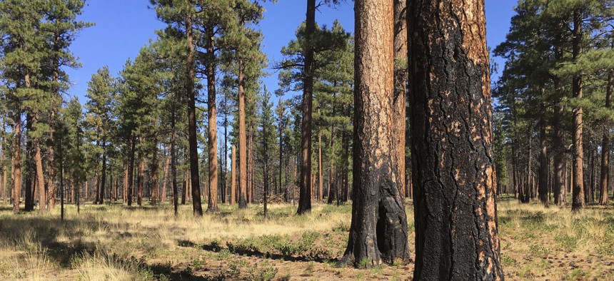 Charred trunks of Ponderosa pines near Sisters, Ore., months after a prescribed burn in 2017 removed vegetation, smaller trees and other fuel ladders.